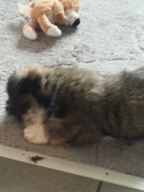 Det er den forreste hund vi taler om. Selvom den bagved også er sød - og helt sikkert renlig. Og nej, det er ikke en kat!